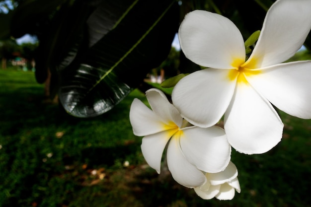 Plumeria blanca en el árbol de plumeria