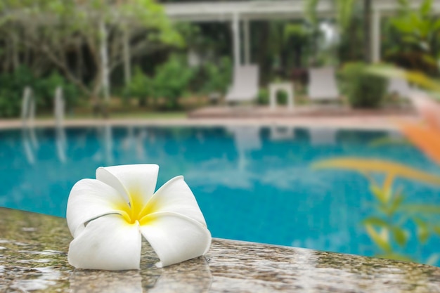 Plumeria blanca colocada en el borde de la piscina del concepto de spa