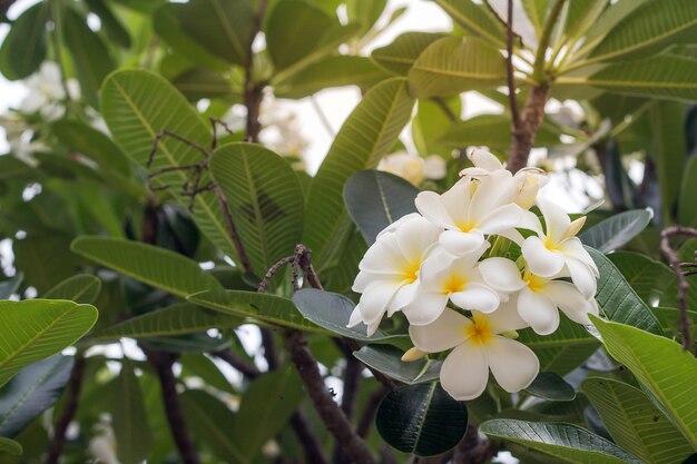 Plumeria blanca flores hermosas, frangipani
