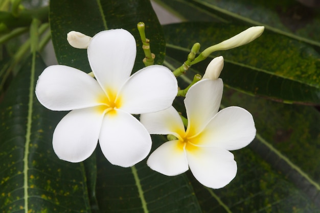 Plumeria blanca flores y hojas en el fondo de la naturaleza