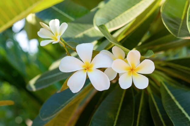 Plumeria blanca (frangipani) flores con hoja en árbol