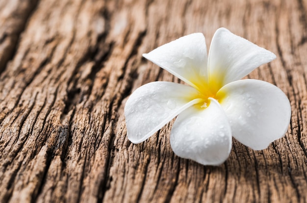 Foto plumeria blanca