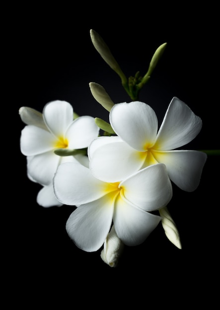 Plumeria blanco o frangipani en negro