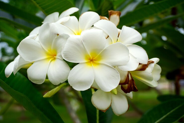 Plumeria Blanco