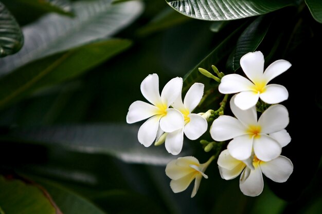 Plumeria blüht auf dem Baum, Nahaufnahme