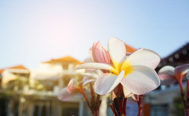 Plumeria blüht auf dem grünen Boden mit Sonnenuntergang