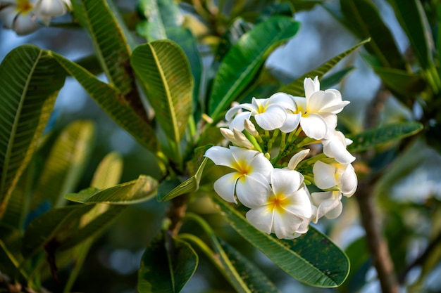 Plumeria-Blüten sind duftende und schön blühende Blüten am Morgen