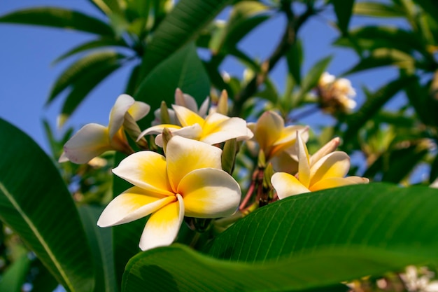 Plumeria-Blume auf dem Hintergrund des Meeres