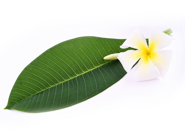 Plumeria-Blume isoliert auf weißem Hintergrund