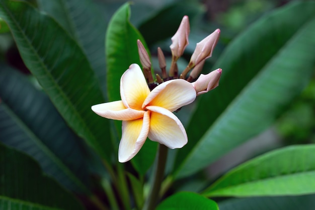 Plumeria-Blume mit grünen Blättern