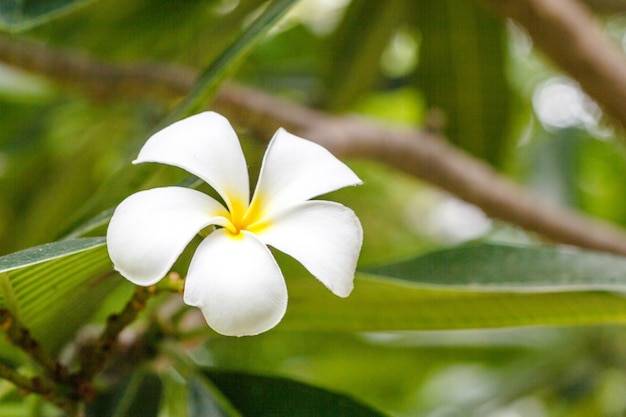 Plumeria Blume weiße tropische Blume