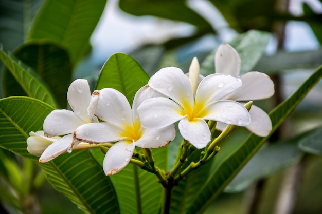 Plumeria-Blume