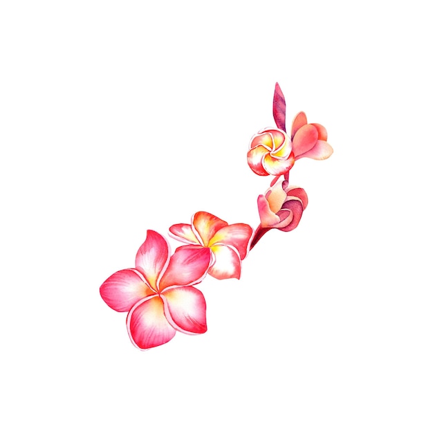 Plumeria-Blumen auf einem isolierten Hintergrund Aquarell-Illustration Tropische Blumen Natur der Tropen