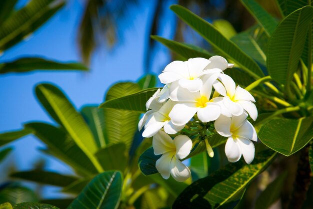 Plumeria Blumen wachsen im Garten