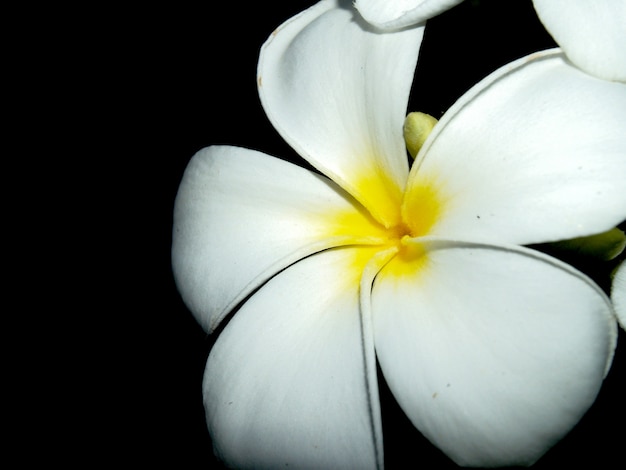 Foto plumeria blumen