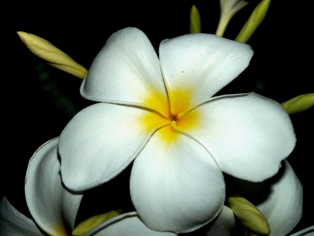 Plumeria Blumen