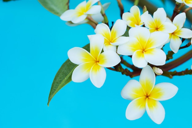 Plumeria Blumen