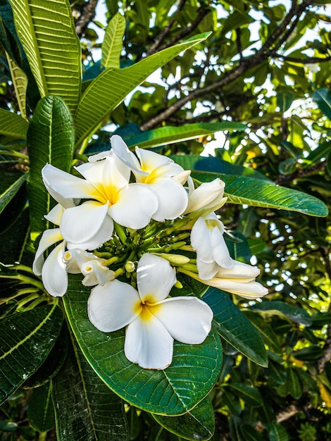 Plumeria branca e amarela florescendo em árvores, Frangipani, flores tropicais close-up natureza