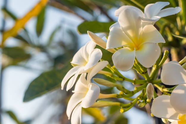 Plumeria branco flores com luz do sol bonito, fundo de borrão de frangipani