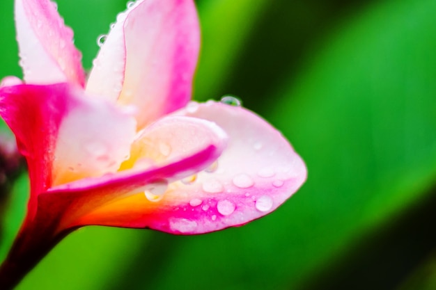 Plumeria colorido com gota de chuva depois da chuva