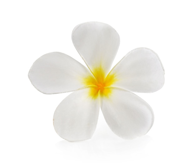 Foto plumeria e flores de frangipani em branco