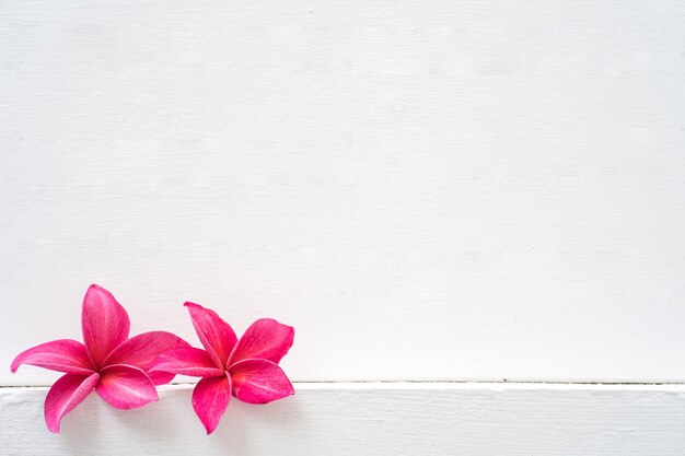 Plumeria e frangipani vermelhos isolados no fundo da parede branca Espaço para cópia