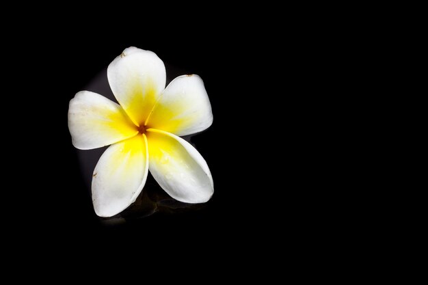 Plumeria em fundo branco.