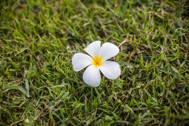 Plumeria em fundo de grama verde.