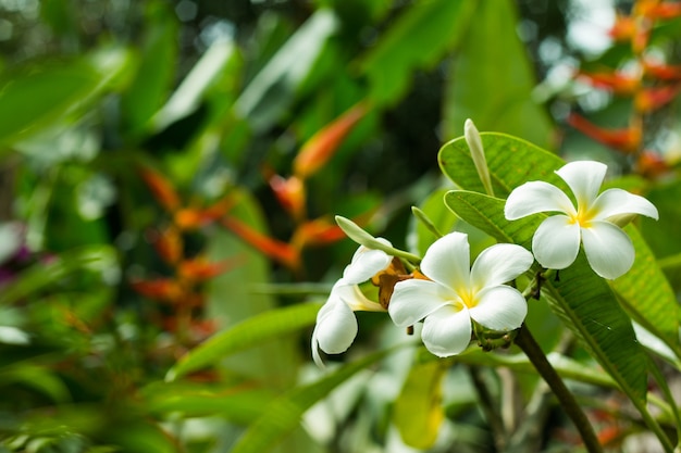 Plumeria flor en el árbol o frangipani flores tropicales