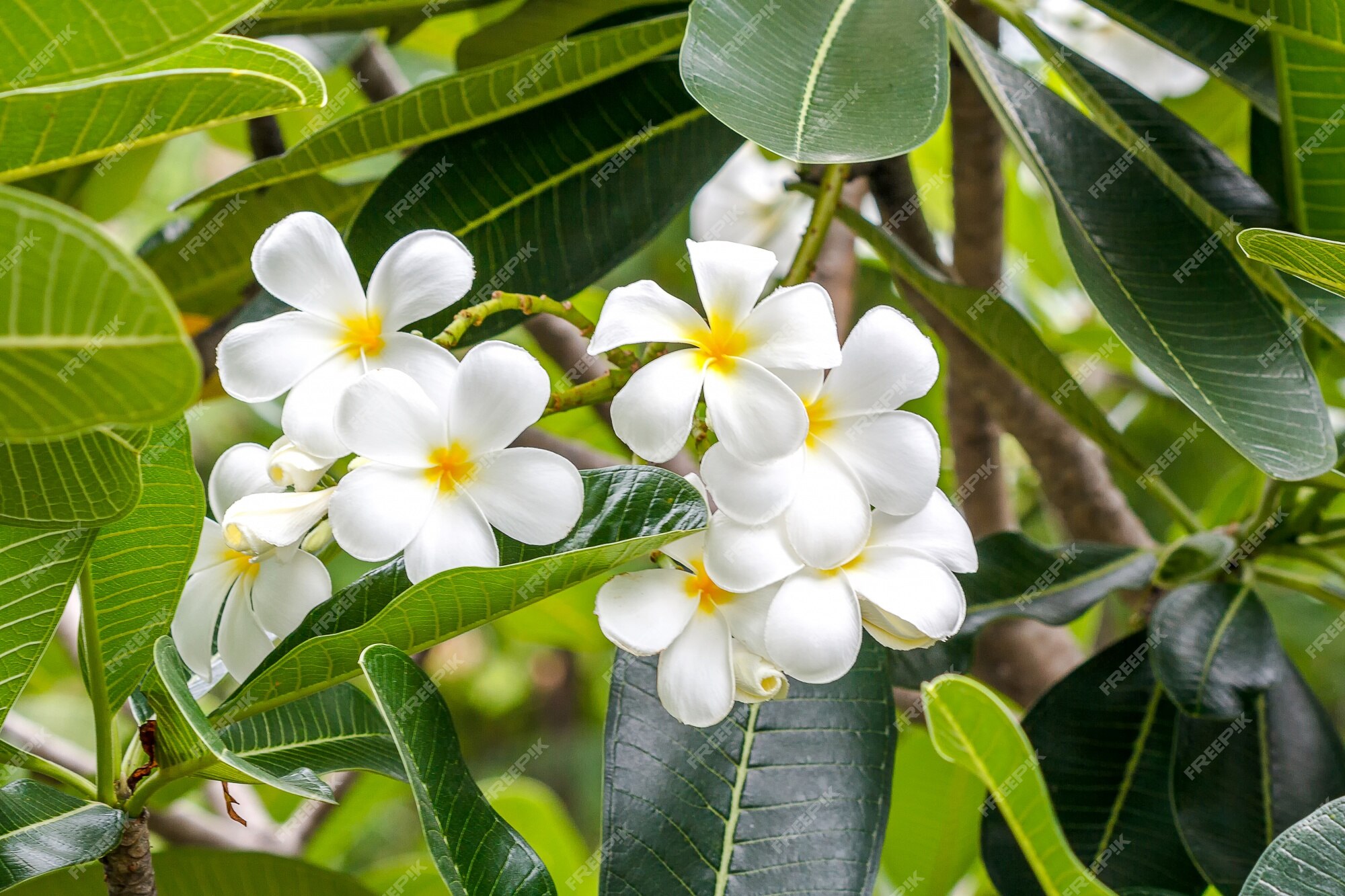 Plumeria flor blanca flor tropical | Foto Premium