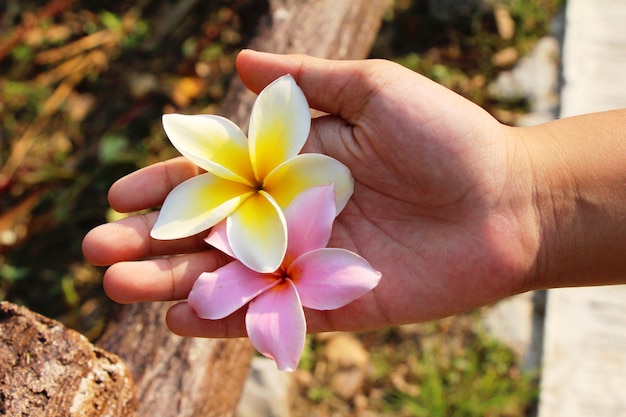 Plumeria flor com linda na natureza