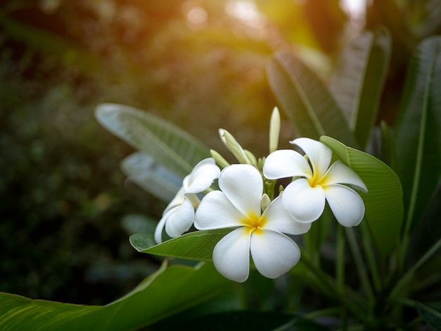 Foto plumeria flor com pôr do sol