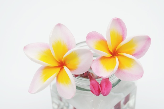 Plumeria flor em fundo branco