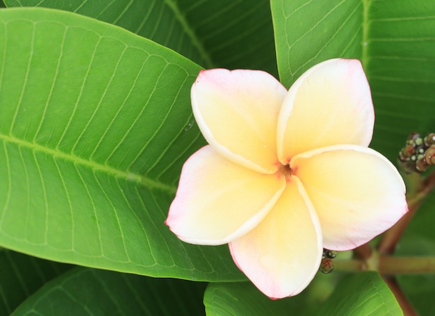 Plumeria flor na árvore.