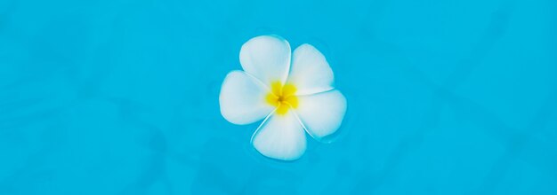 Foto plumeria flor na piscina