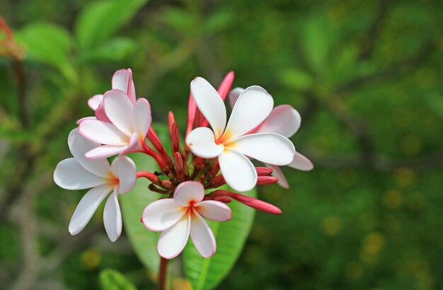 Plumeria flor no jardim