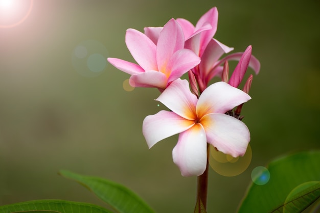 Plumeria flor rosa e branco frangipani flor tropical