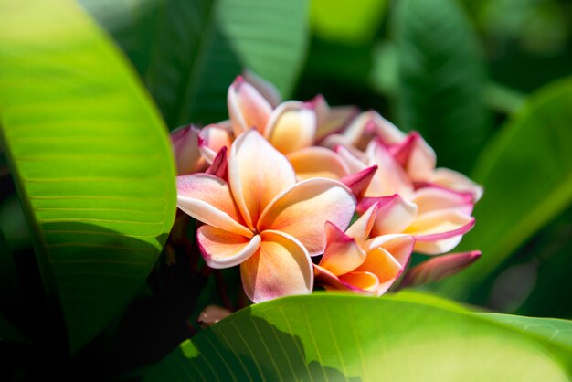 Foto plumeria flor rosa e branco