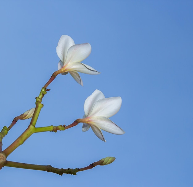 Plumeria flor sobre fondo de cielo azul