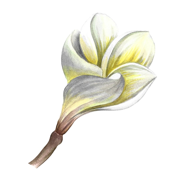 Plumeria Una flor tropical exótica y perfumada Una ilustración de acuarela dibujada a mano