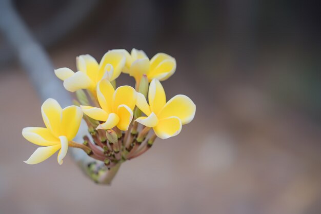 Plumeria flores amarillas.