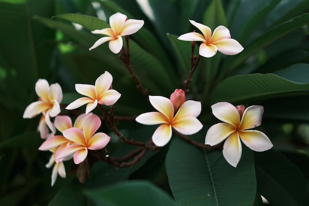 Plumeria flores ao sol da manhã