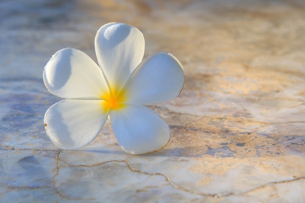 Plumeria flores blanco naturaleza