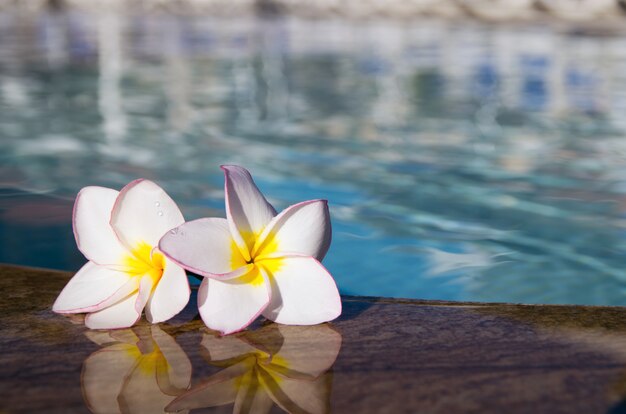 Plumeria flores cerca de la piscina