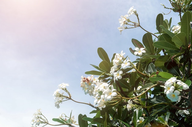 Plumeria flores contra um céu azul brilhante