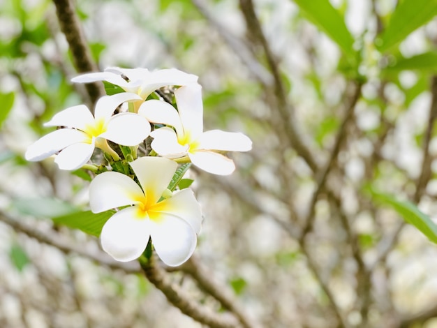 Foto plumeria flores desabrocham pela manhã