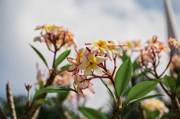 Plumeria flores están floreciendo en la parte superior.