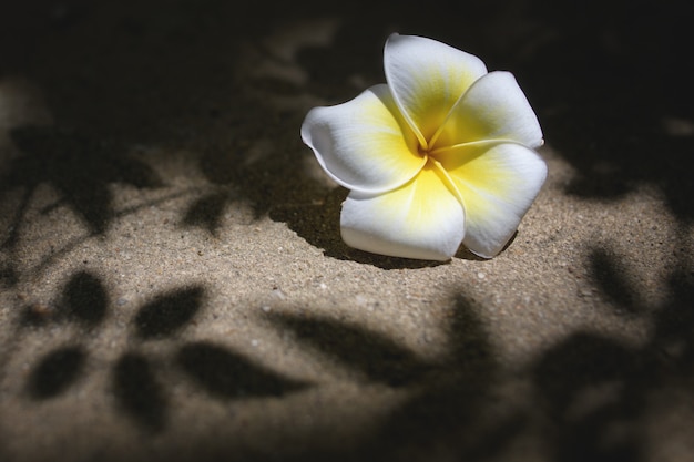 Plumeria flores estão caindo no chão com a sombra das folhas.