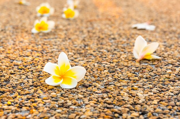 Plumeria flores en el piso al atardecer