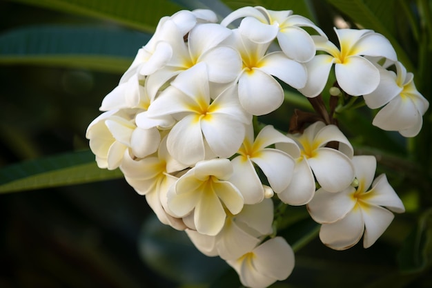 Plumeria flores que florecen en el árbol Flor tropical plumeria rubra blanca flores Frangipani flor